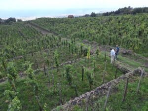 Benanti vineyard