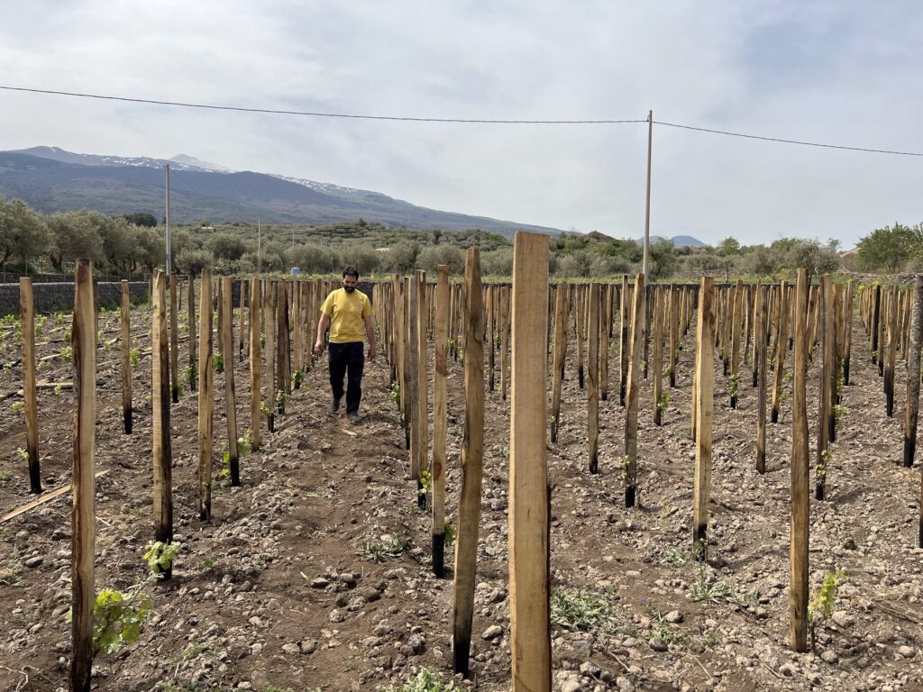 Vineyard rows below Mount Etna at Eduardo Torres Acosta estate
